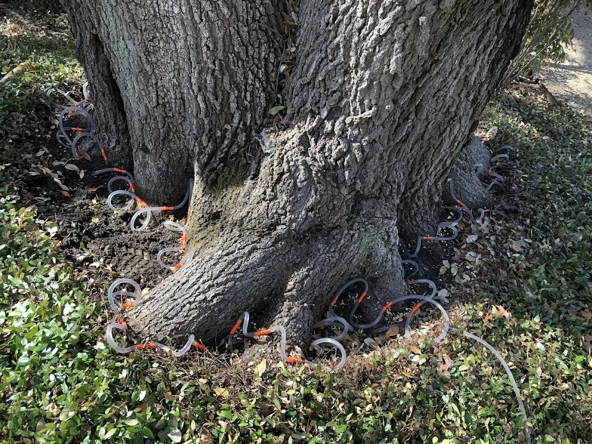 Detailed Tree Cabling and Bracing job site in Mcconnelsville