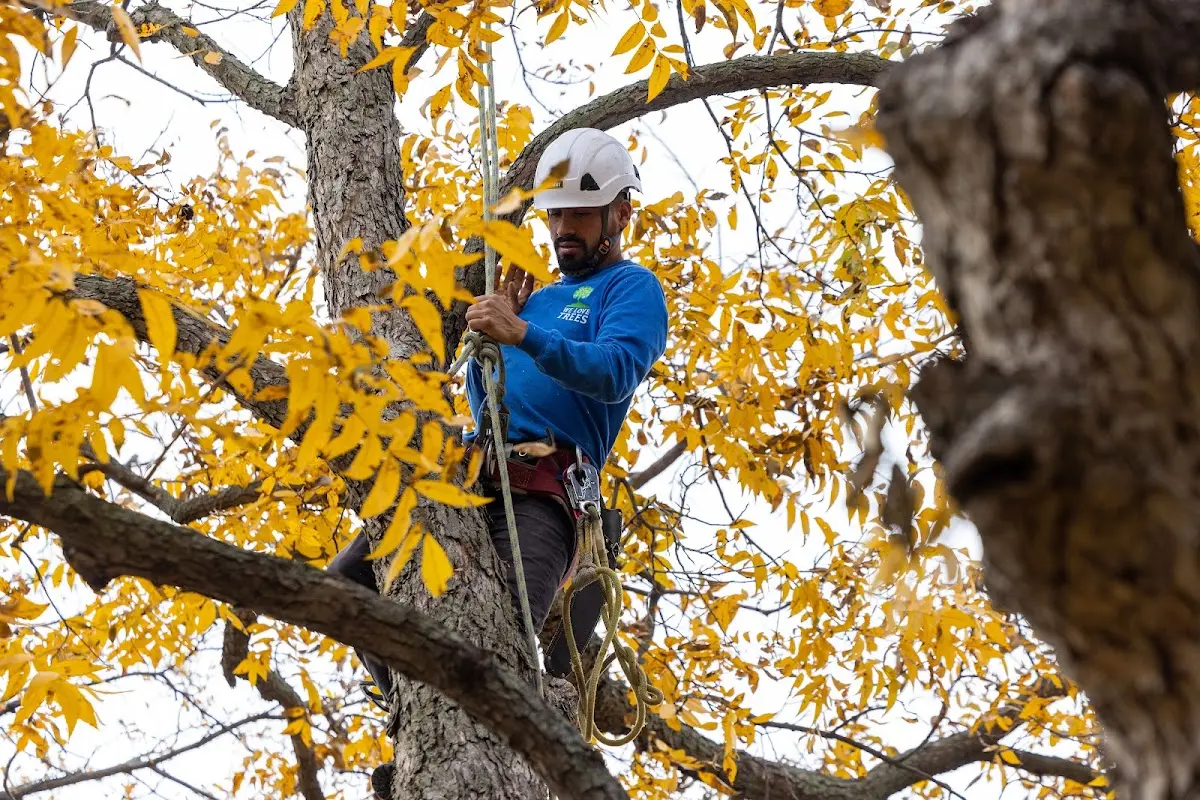 Skilled Tree Pruning crew working in Mcconnelsville