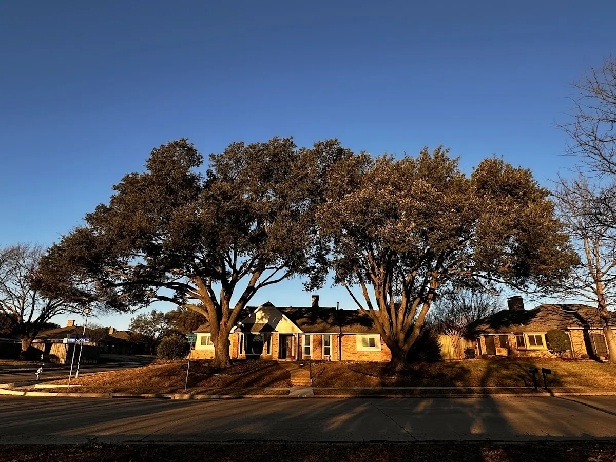 Established residential canopy tree shading a home in Mcconnelsville